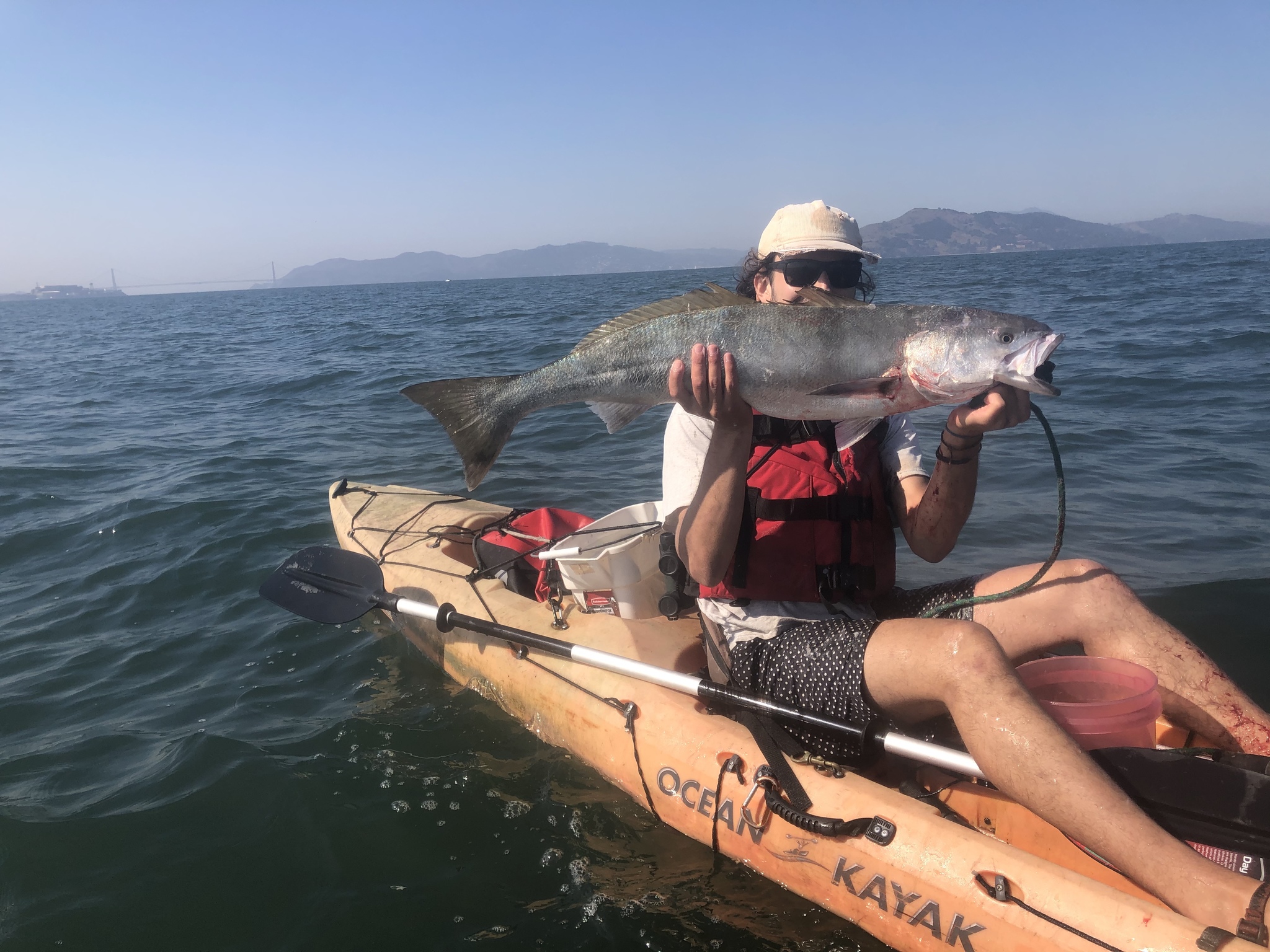 white-seabass-california-sea-grant