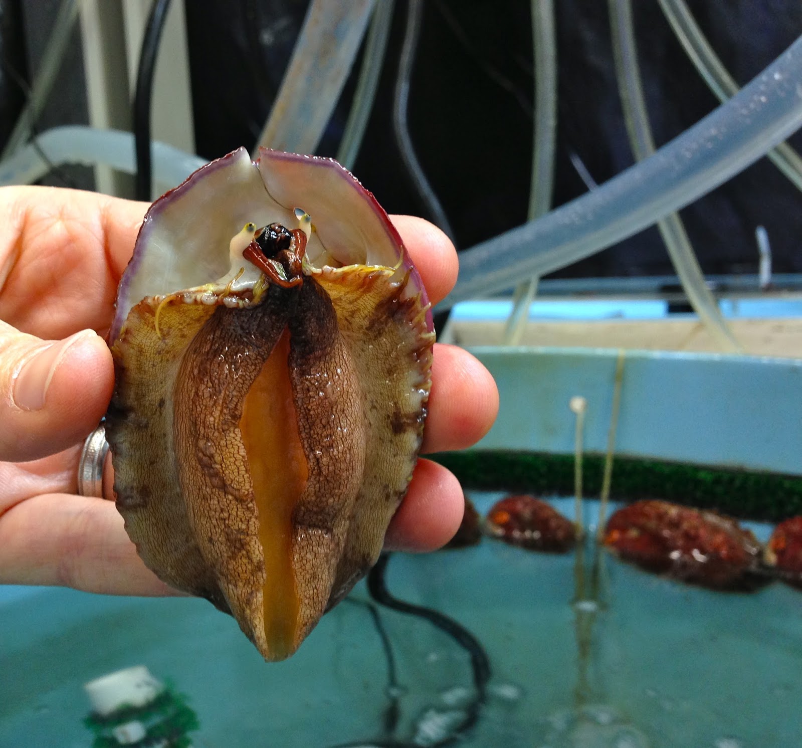 The face of a white abalone. Photo Credit: Kristin Aquilino, UC Davis.