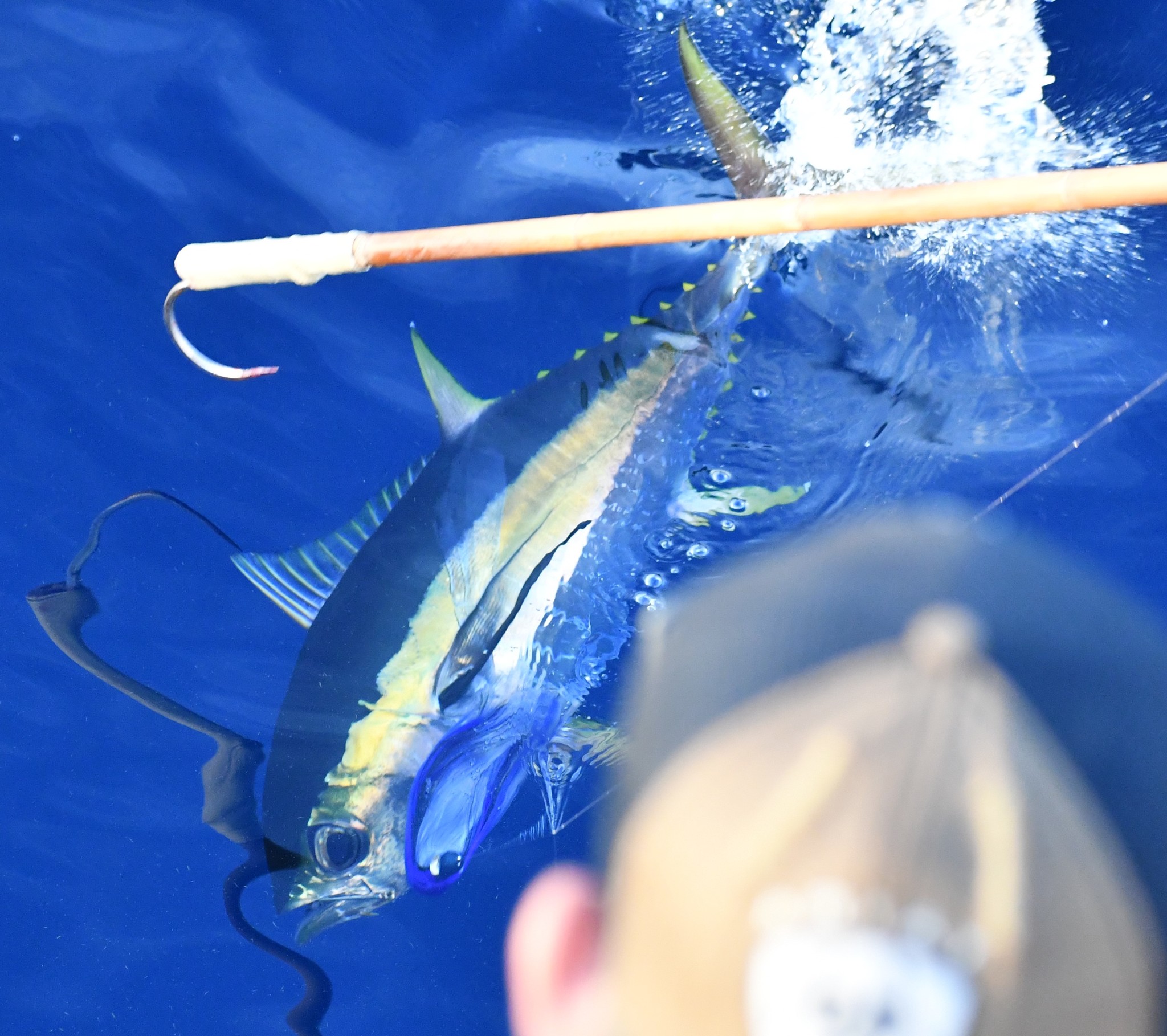 Jon McIntyre/iNaturalist yellowfin tuna fighting a fishing line, a person's head and a gaffing hook is in view