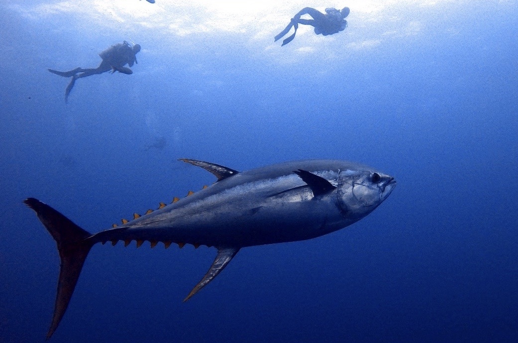 martinmoscovich/iNaturalist yellowfin tuna with scuba divers in background