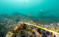 A diver harvesting sea urchin in a kelp barren overrun by sea urchins